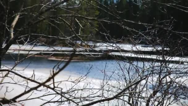 Taches décongelées dans un lac gelé au printemps — Video