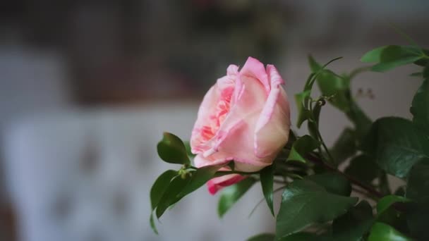 Branch of pink rose with green leaves — Stock Video