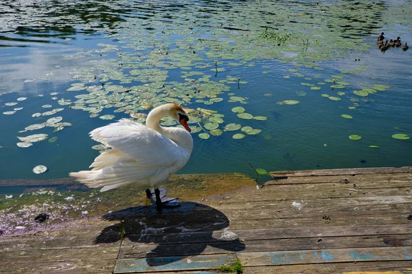 Schöner Großer Schwan Auf Dem Teich Der Kleinstadt Pastavy Weißrussland — Stockfoto