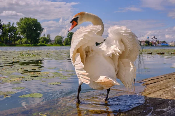 Schöner Großer Schwan Auf Dem Teich Der Kleinstadt Pastavy Weißrussland — Stockfoto