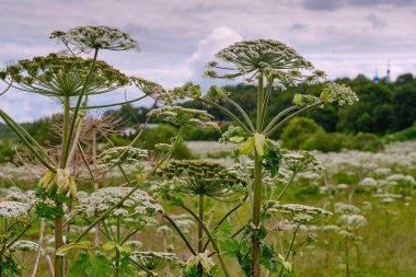 büyük uzun boylu, çok zararlı, hızlı büyüyen oluk - hogweed. Alan i