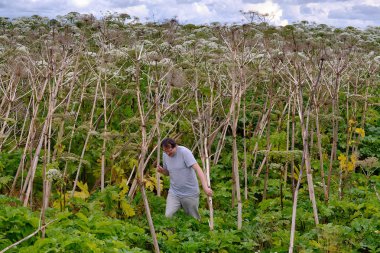 Adam çok tehlikeli bir bitkiyle tarlaya girdi. 