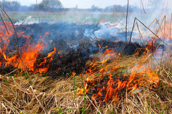 Burning  grass on the field. There is a danger and a fire hazard