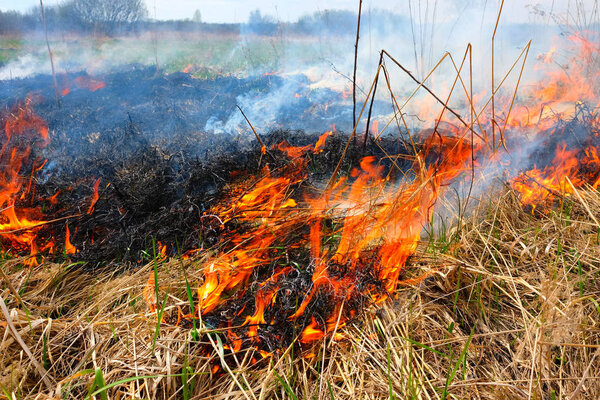 Burning  grass on the field. There is a danger and a fire hazard