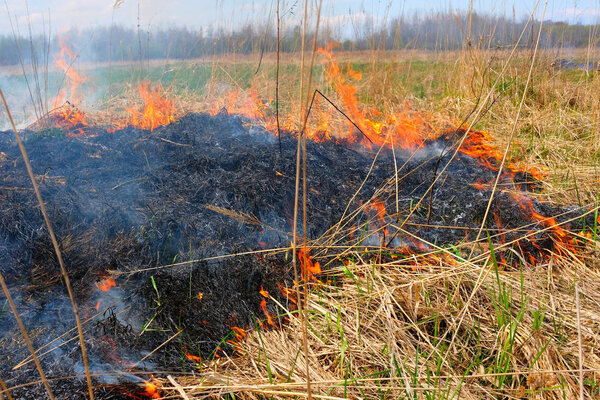 Burning  grass on the field. There is a danger and a fire hazard