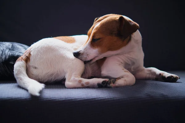 Dorosły Pies Czystej Krwi Jack Russell Leży Szarej Kanapie Spokojny — Zdjęcie stockowe
