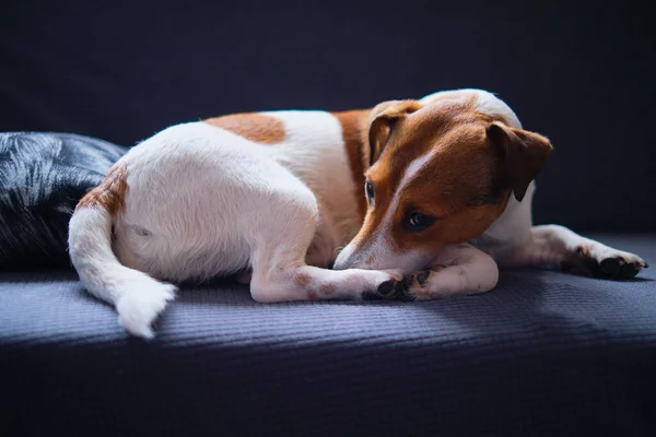 Dorosły Pies Czystej Krwi Jack Russell Leży Szarej Kanapie Spokojny — Zdjęcie stockowe