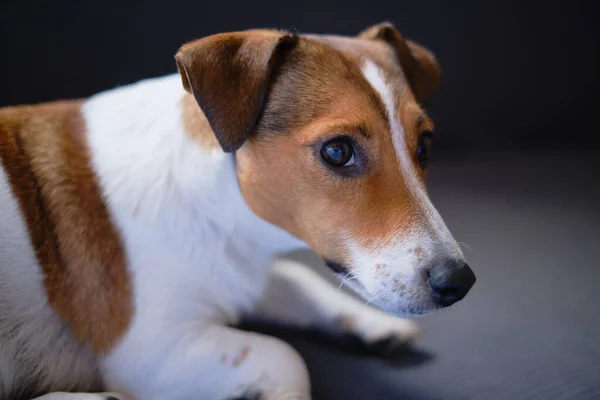 Dorosły Pies Czystej Krwi Jack Russell Leży Szarej Kanapie Spokojny — Zdjęcie stockowe