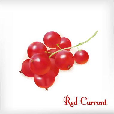 Frenk üzümü. Gerçekçi vektör çizim