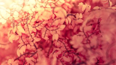 Yılın mevsimi yapraklı, güzel pembe bir arka plan. 3d görüntüleme, 3d illüstrasyon.