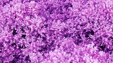 Yılın mevsimi yapraklı, güzel mor bir arka plan. 3d görüntüleme, 3d illüstrasyon.