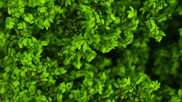 Beau Fond Été Avec Des Feuilles Rendu Illustration — Photo