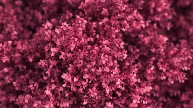 Yılın mevsimi yapraklı, güzel pembe bir arka plan. 3d görüntüleme, 3d illüstrasyon.