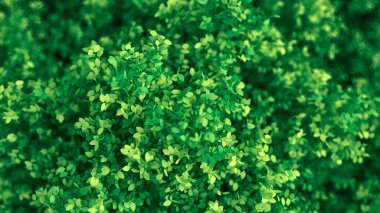 Yapraklarla dolu güzel bir yaz geçmişi var. 3d görüntüleme, 3d illüstrasyon.