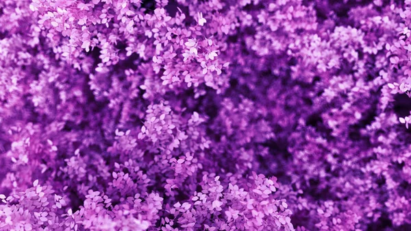 Красивый Фиолетовый Фон Листьями Сезон Года Рендеринг Иллюстрация — стоковое фото