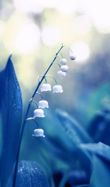 natural delicate background with white fragrant Lily-of-the-valley flowers in dew in blue tones