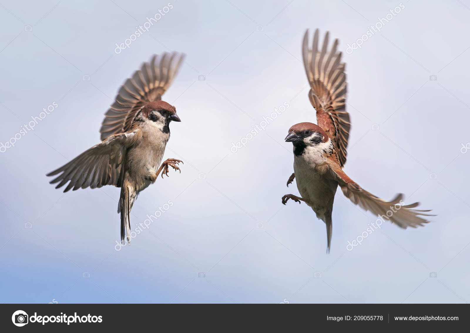 Two Sparrow Birds Fly Each Other Widely Spreading Wings Feathers ⬇