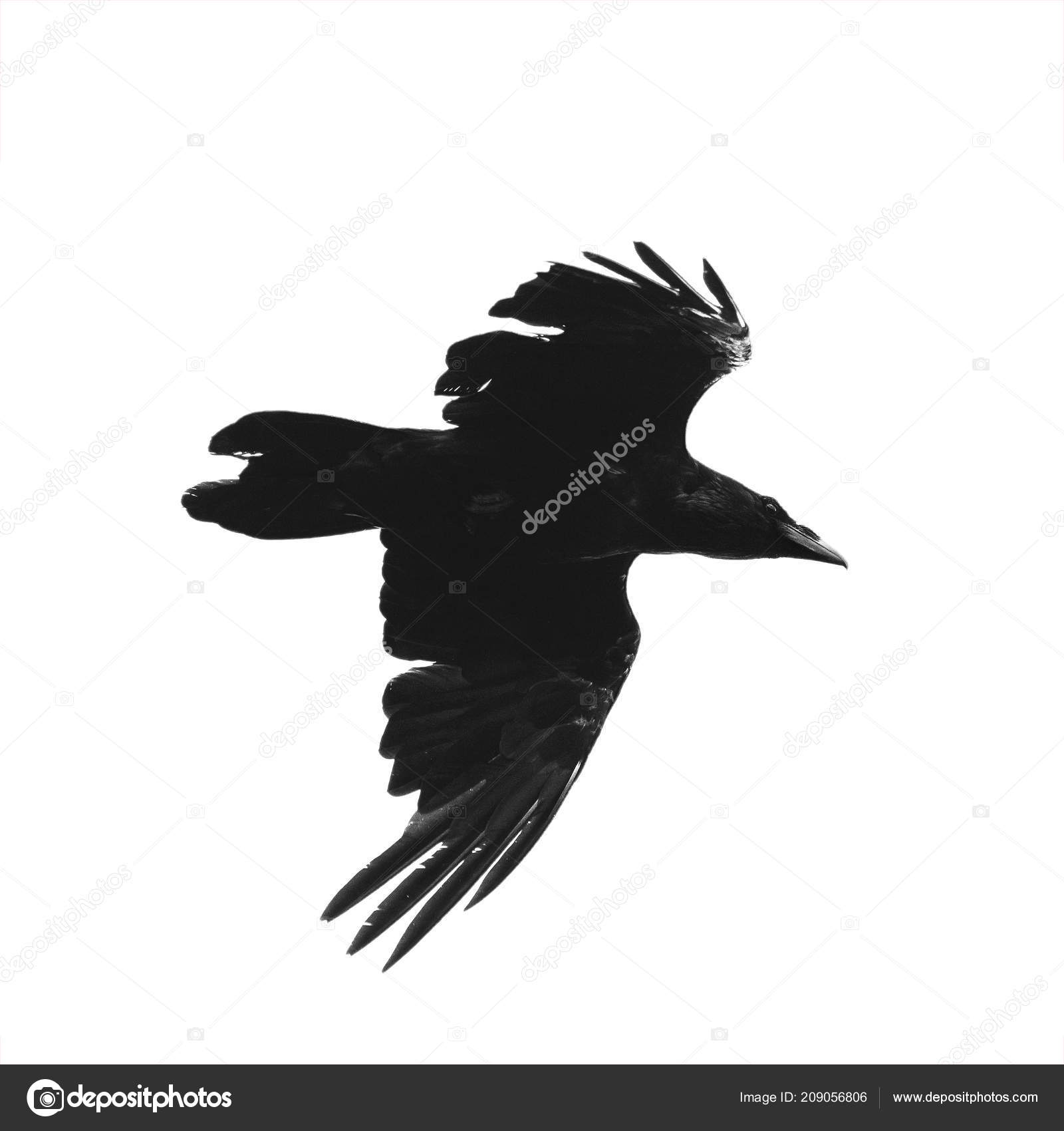 The Black Crow