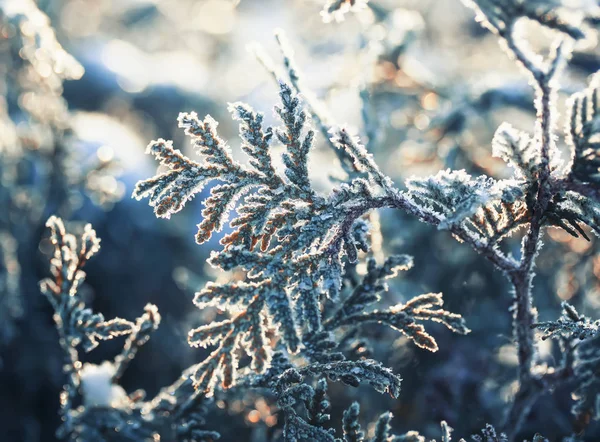 beautiful branches of a fluffy fir plant in the Christmas garden covered with shiny transparent snow crystals