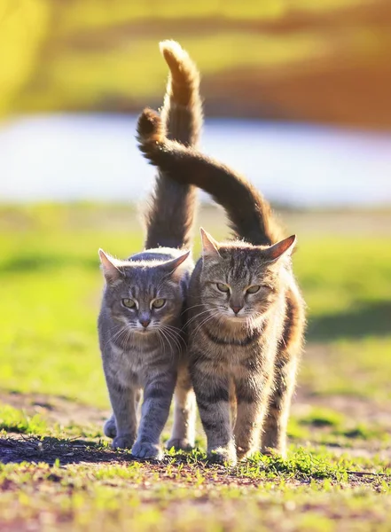 two beautiful cats in love is cuddling on a green meadow and holding up the tails of the spring Sunny day