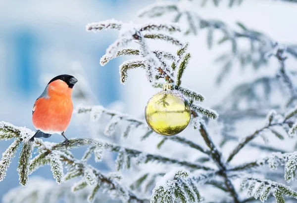 beautiful postcard with a bright bird bullfinch sitting on a branch of frost-covered spruce with shiny Christmas balls