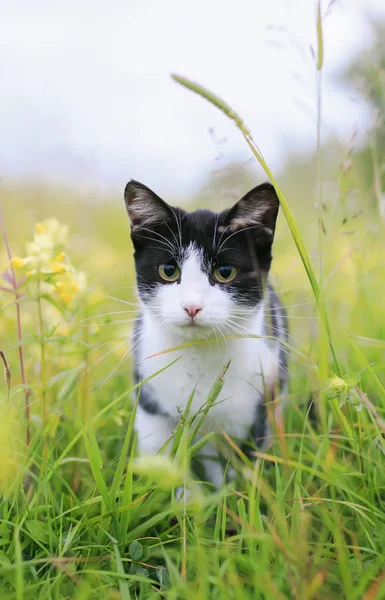 cute cat walking on a Sunny green meadow and scared bent back