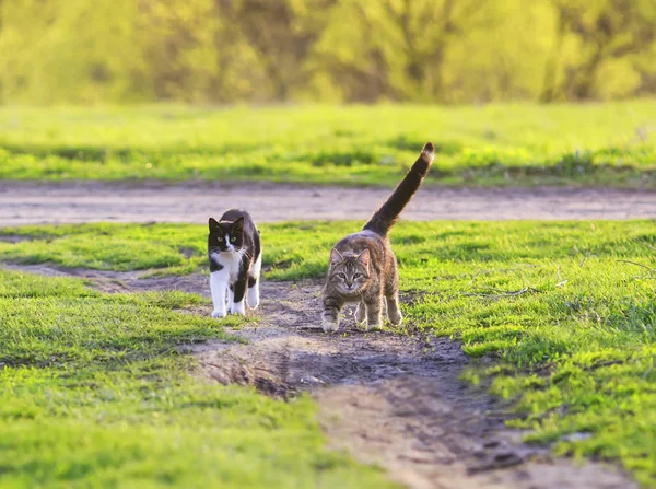 two beautiful young cats running  merrily through a green spring meadow on a Sunny spring day