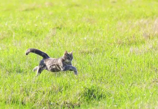 beautiful young cat rapidly running through green spring meadow with outstretched paws