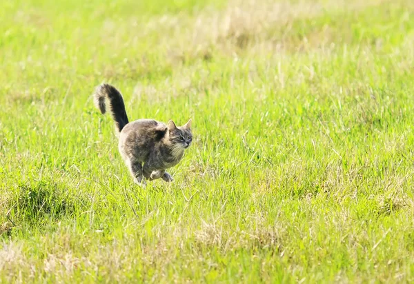 beautiful young cat rapidly running through green spring meadow crossed his paws