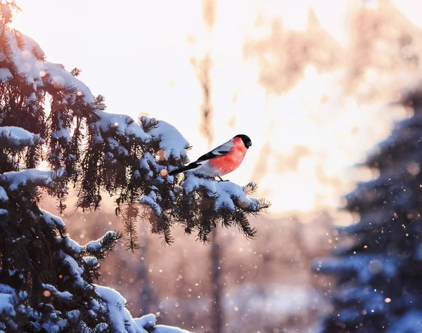 new year postcard bird bullfinch on a branch of a festive spruce with shiny hoarfrost in a beautiful winter park