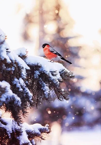 postcard natural landscape with a bullfinch bird on a festive spruce with brilliant hoarfrost during a light snowfall