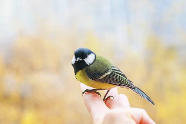 cute scared little bird tit is sitting on the fingers of a man's hand and is going to fly away to the spring sky on a sunny clear day in the garden