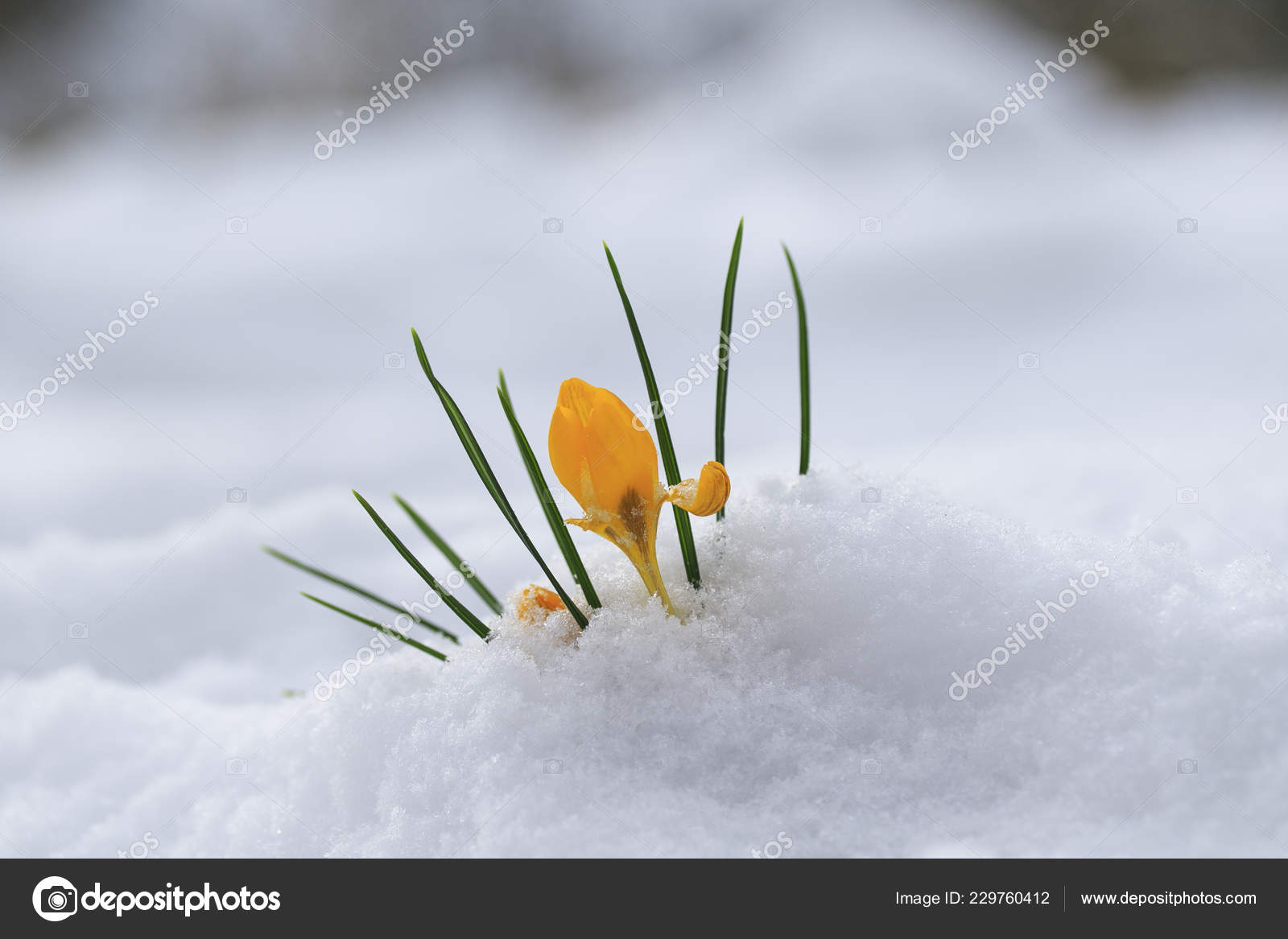 クロッカス白の雪の吹きだまり早春の庭で育って華麗な降雨時美しい明るい黄色の花スノー ドロップ ストック写真 C Nataba16 クロッカス白の雪の吹きだまり早春の庭で育って華麗な降雨時美しい明るい黄色の花スノー ドロップ ストック写真 C Nataba16