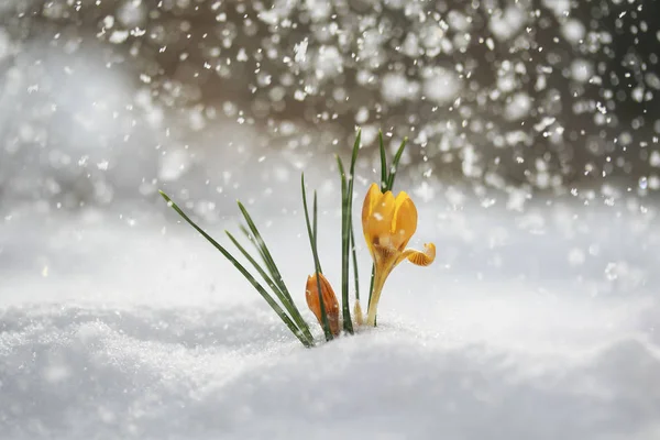 beautiful bright yellow flower snowdrop Crocus growing on white snowdrift in early spring in the garden during the brilliant rainfall