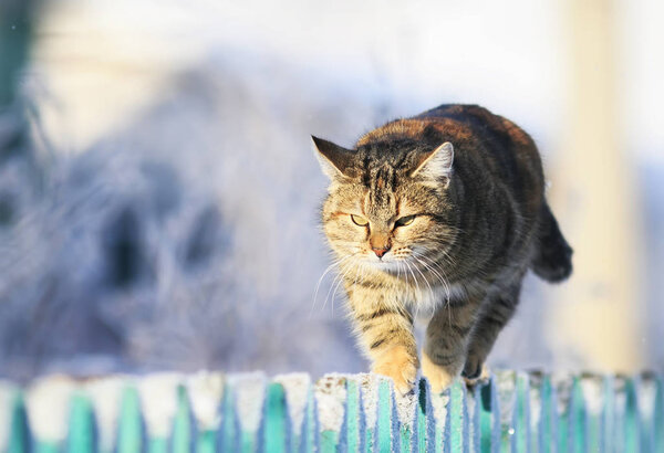 cute funny striped domestic cat striding forward along tip of a wooden fence in a clear winter village garden