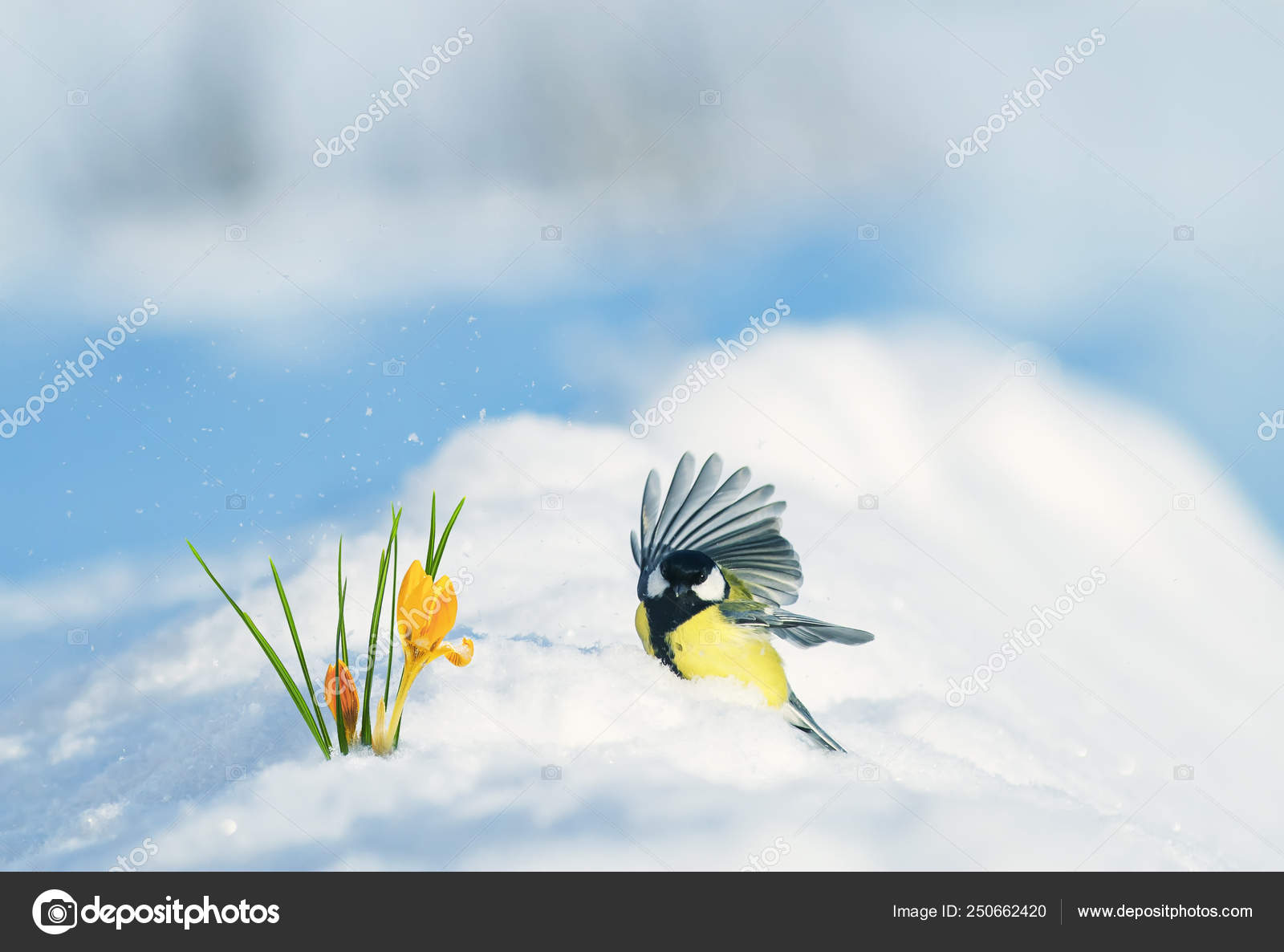Belle Carte Anniversaire Avec Oiseau Oiseau Vole Largement Deploye Ses Photographie Nataba16 C Belle Carte Anniversaire Avec Oiseau Oiseau Vole Largement Deploye Ses Photographie Nataba16 C