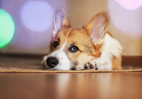 cute little red puppy dog Corgi lies on the floor and looks dreamy and with sad eyes on the background of festive circles of light