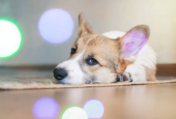 funny portrait of cute little red puppy dog Corgi lying on the floor and dreaming against shiny circles
