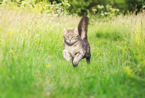 a young  cat runs quickly with its paws tucked in a green bright