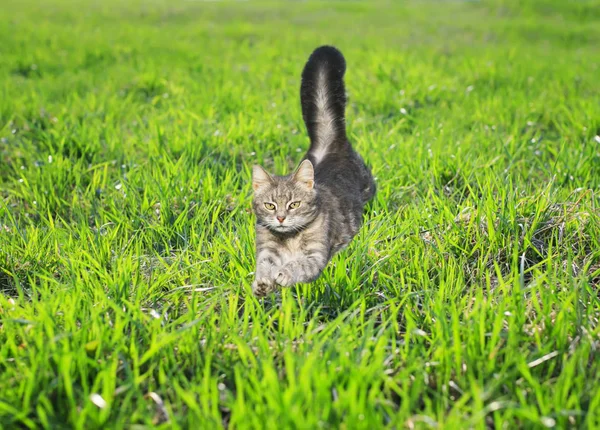 young striped cat runs quickly with its paws tucked in a green b