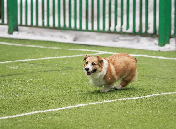 cute little puppy red dog breed Corgi runs around the green foot