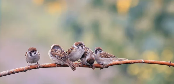 little funny Chicks birds Sparrow sitting on a branch together s