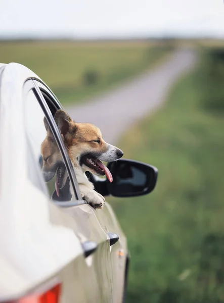 puppy dog red Corgi stuck his happy muzzle and tongue out of car
