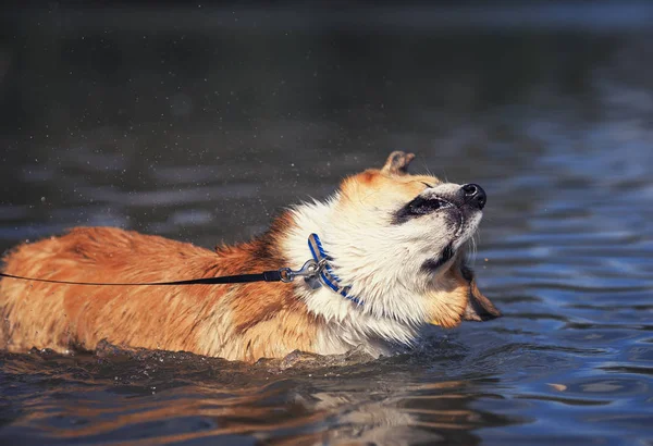 funny puppy red dog Corgi swimming in the blue lake is shaking o