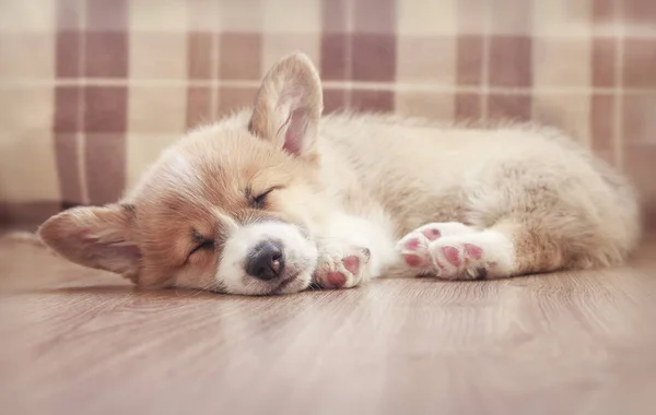 cute little puppy dog Corgi sleeping sweetly on the floor with h