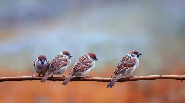 funny many little birds sparrows sitting on a branch in a bright
