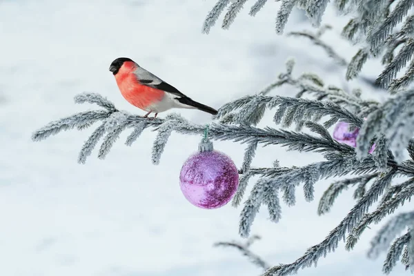 beautiful postcard with a red bullfinch bird sitting on a spruce