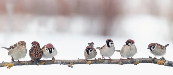 festive panoramic postcard with many little funny birds sparrows