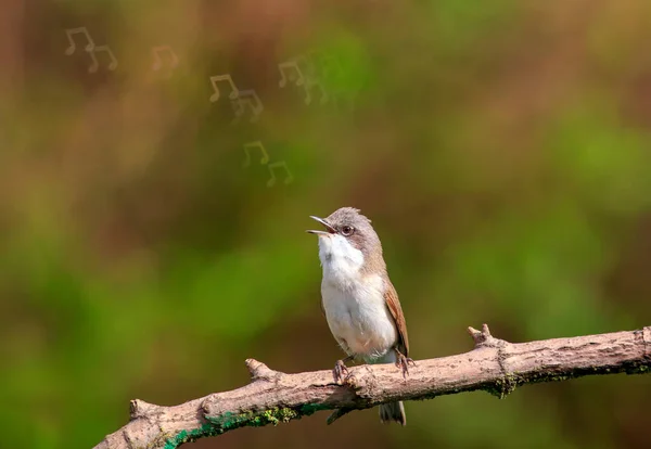 male bird Warbler gray sings a song sitting on a branch in the Sunny spring garden releasing brilliant notes