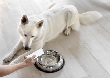 Elinde beyaz ekran telefonu olan eli boş bir kaseyle aç bir köpeğin yanında. İnternetten evcil hayvanlar için yemek sipariş etme fikri. Evcil hayvanlar için yiyecek teslimatı. Evcil hayvan dükkanı. Hayvan yemi.